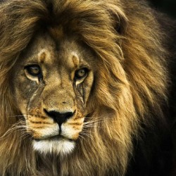 狩猟ハンティングにクローン生物を使うことは最良の選択なのかな？