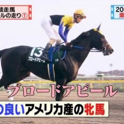 サラブレッドという言葉は競馬でブランドになった感あると思う